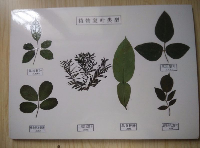 植物復(fù)葉類型