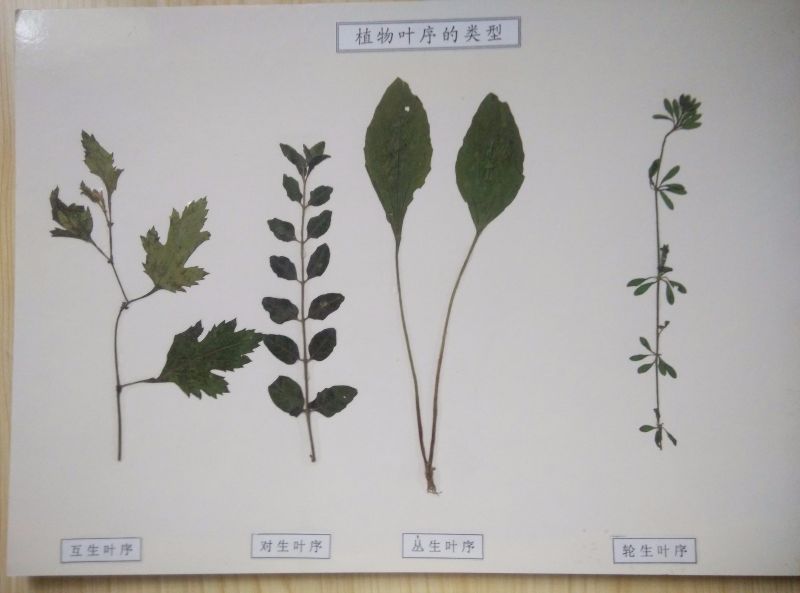 植物葉序的類型