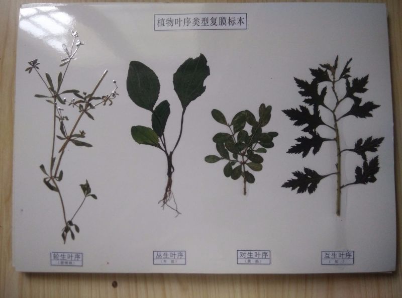 植物葉序類型