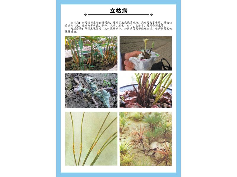 植物立枯病掛圖