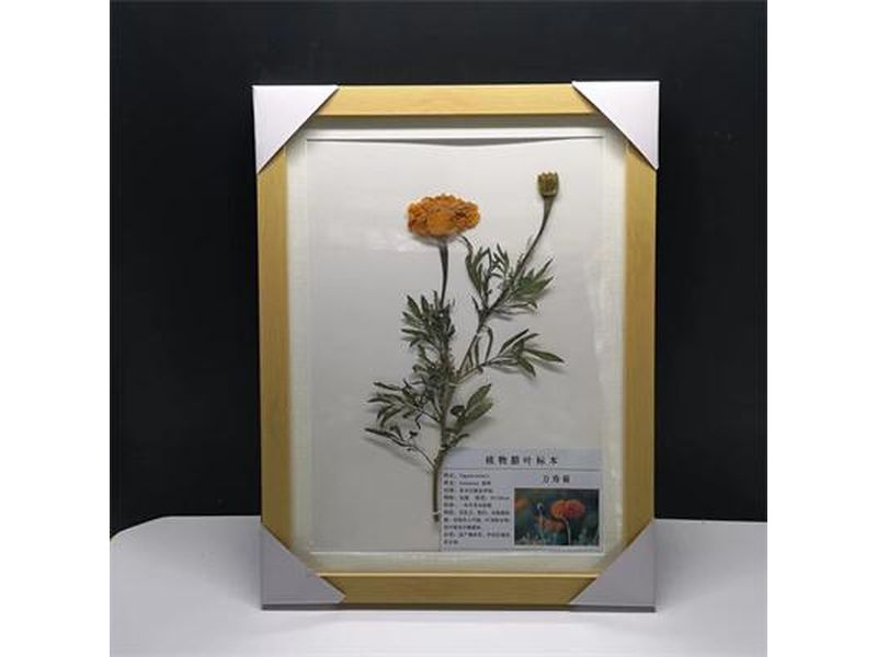 植物臘葉標本-萬壽菊